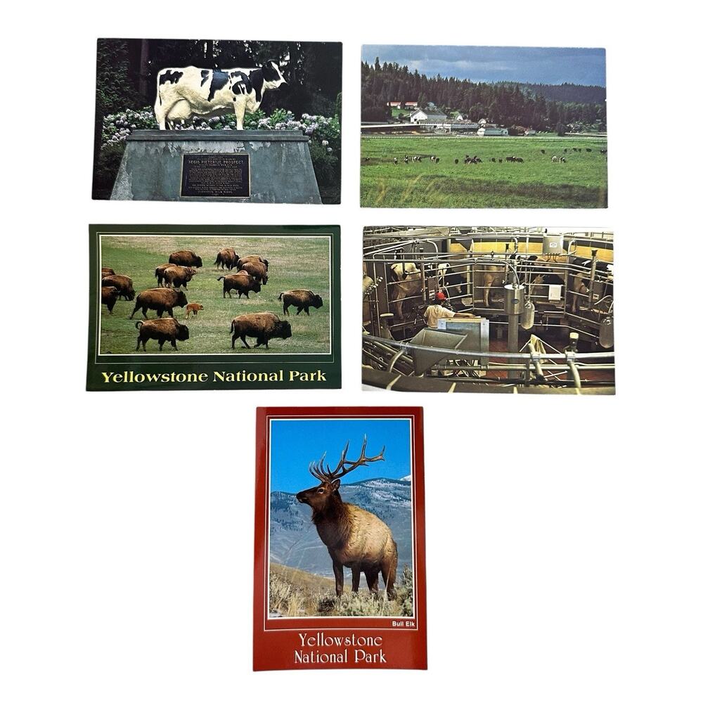 Lot of 5 Vintage Animals And Scenery Postcards